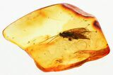 Detailed Fossil Caddisfly (Trichoptera) In Baltic Amber #381302-1